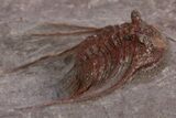 Red Leonaspis Trilobites - Hmar Laghdad, Morocco #310289-1